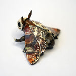 Death head moth