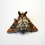 Death head moth