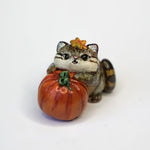 Pallas cat with pumpkin