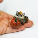 Pallas cat with pumpkin