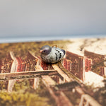 Tony the Pigeon