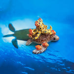 Green turtle with ringed octopus and school of fish figurine