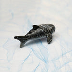 Whale Shark with a lace