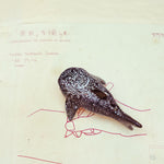 Whale Shark with a lace